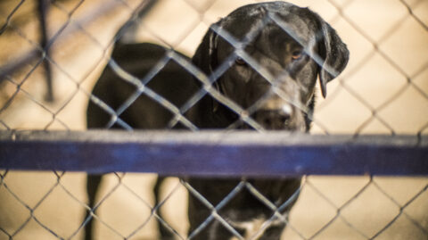 Is Animal Abuse a Felony in Cincinnati, Ohio?