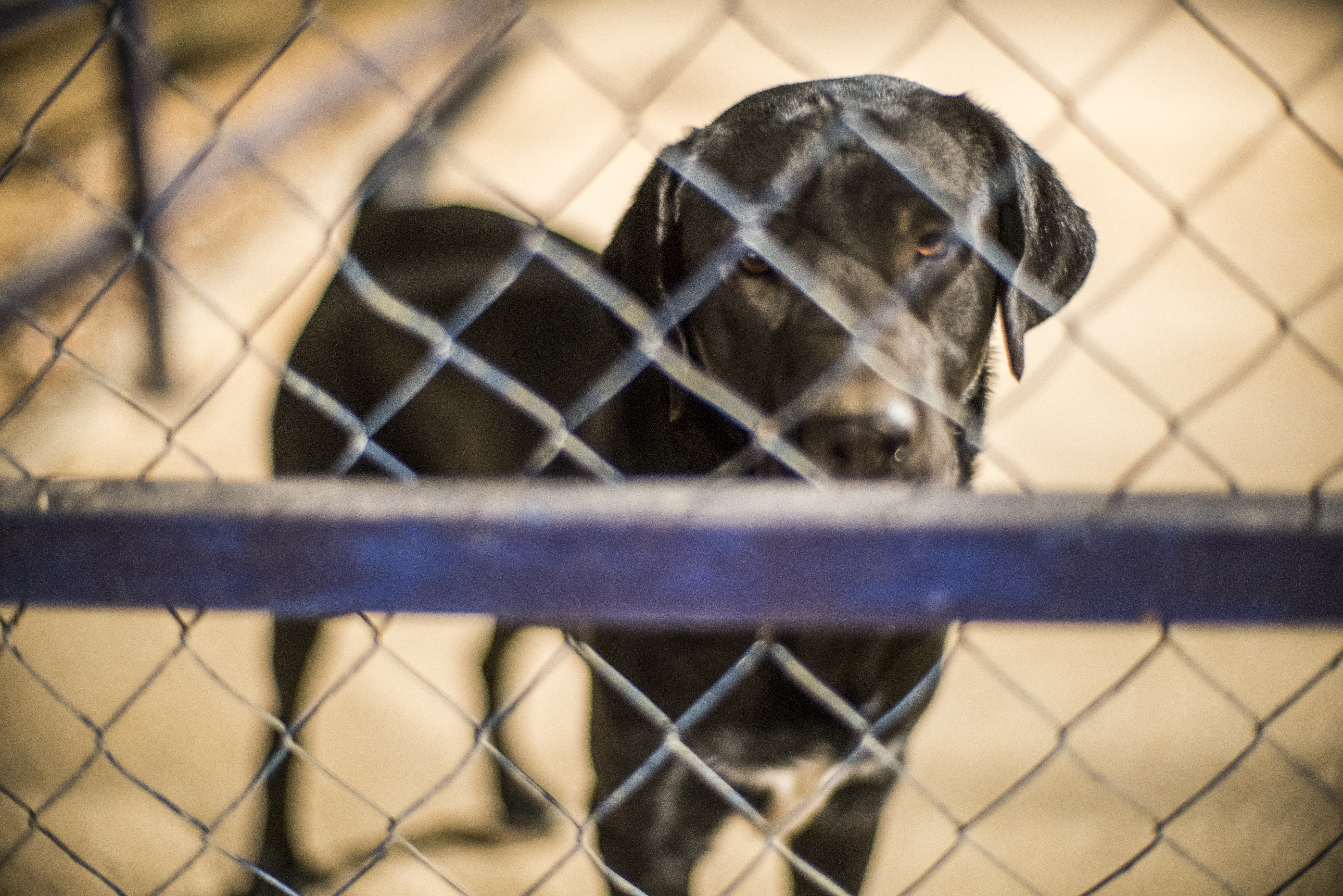 Is Animal Abuse a Felony in Cincinnati, Ohio?